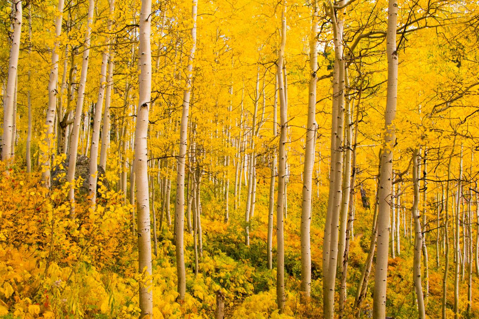 25-of-the-most-amazing-trees-in-the-world-cn-traveller