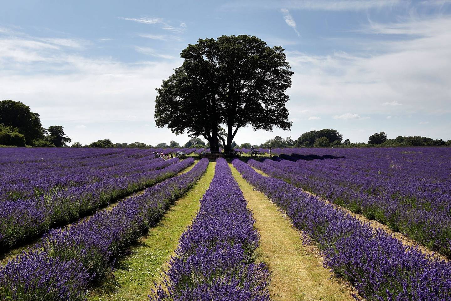 Lavender fields UK the 8 prettiest CN Traveller
