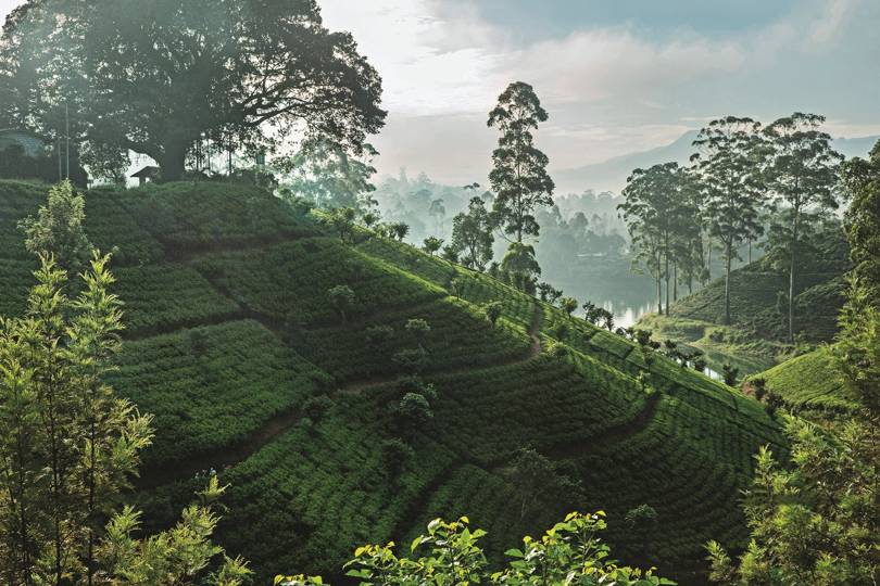 tea-plantation-Castlereagh-reservoir-sri-lanka-conde-nast-traveller-tom-parker_Aug15_039.jpg