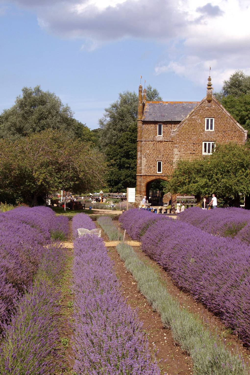 Lavender fields UK: the 8 prettiest | CN Traveller