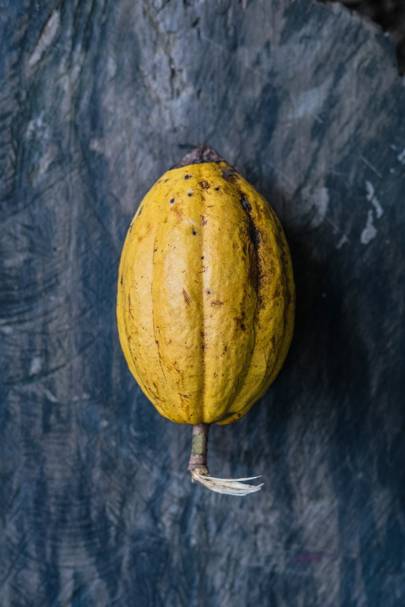 cocoa-pod-at-Alejandro-de-Humboldt-Natio