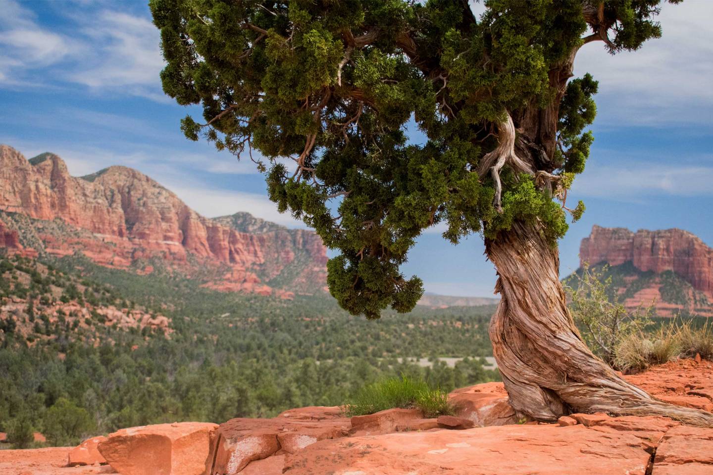 25 of the most amazing trees in the world CN Traveller