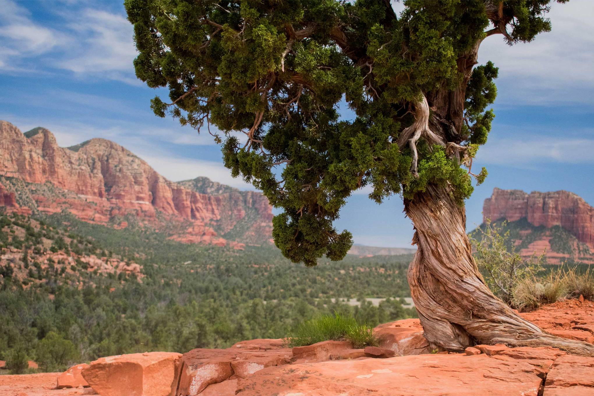25 Of The Most Amazing Trees In The World Cn Traveller