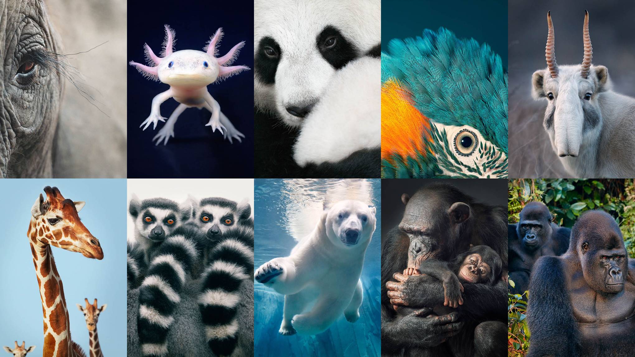 26 endangered animals we need to save now | CN Traveller