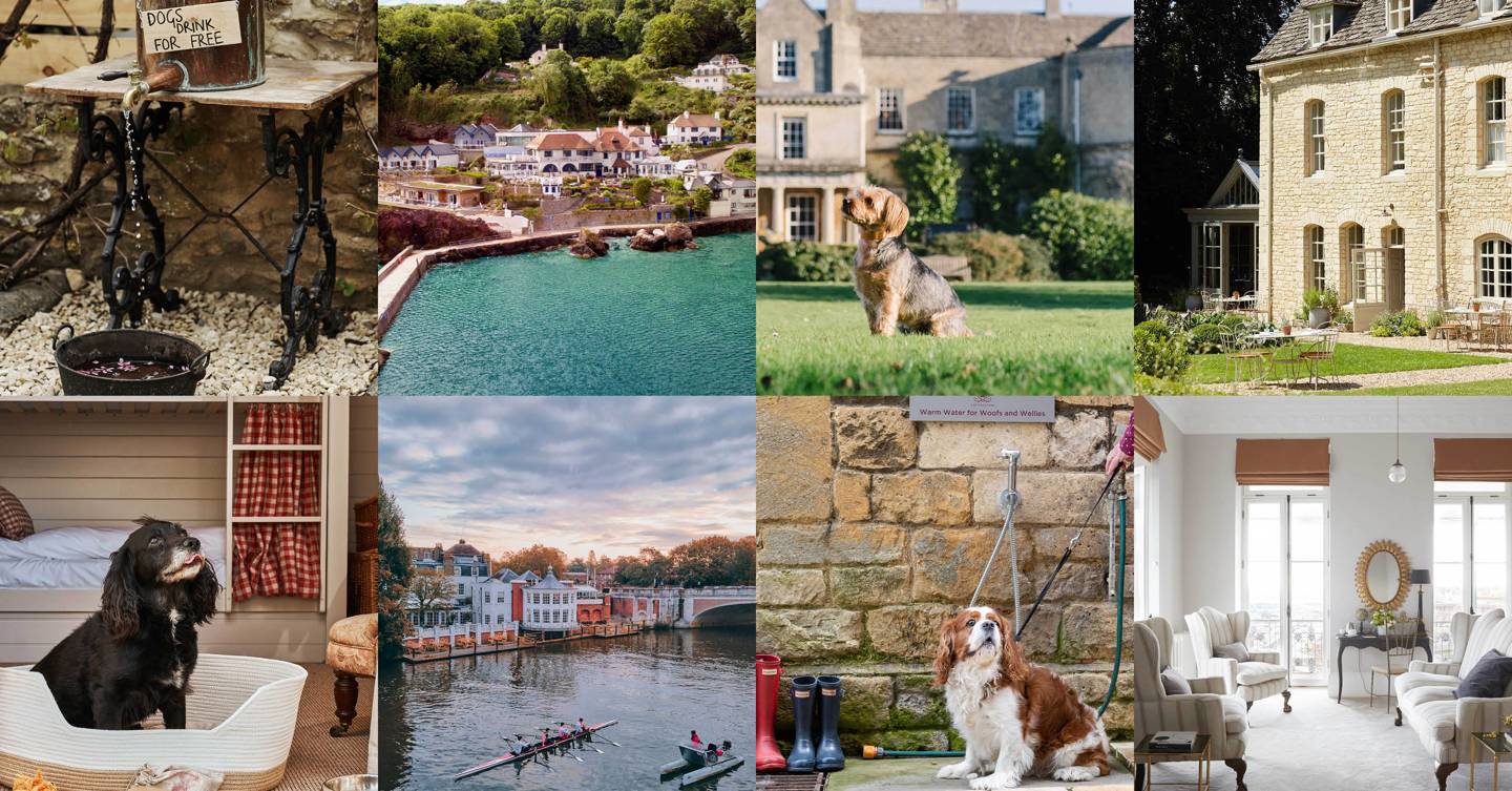 The best dogfriendly hotels in the UK CN Traveller