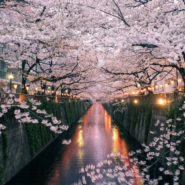 Cherry blossom | Where to find the best in the world | CN Traveller