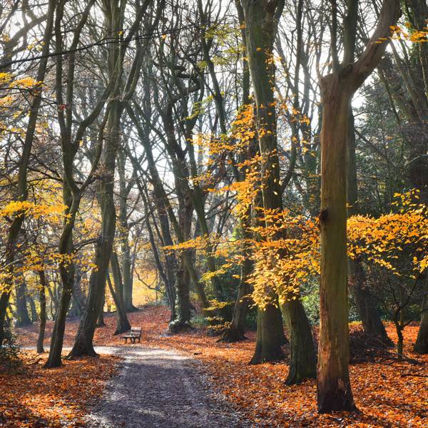 The Best Places To See Autumn Leaves In The Uk 