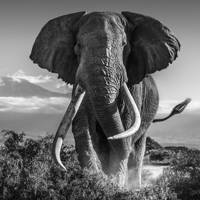 The most amazing animals Condé Nast Traveller photographers have ...