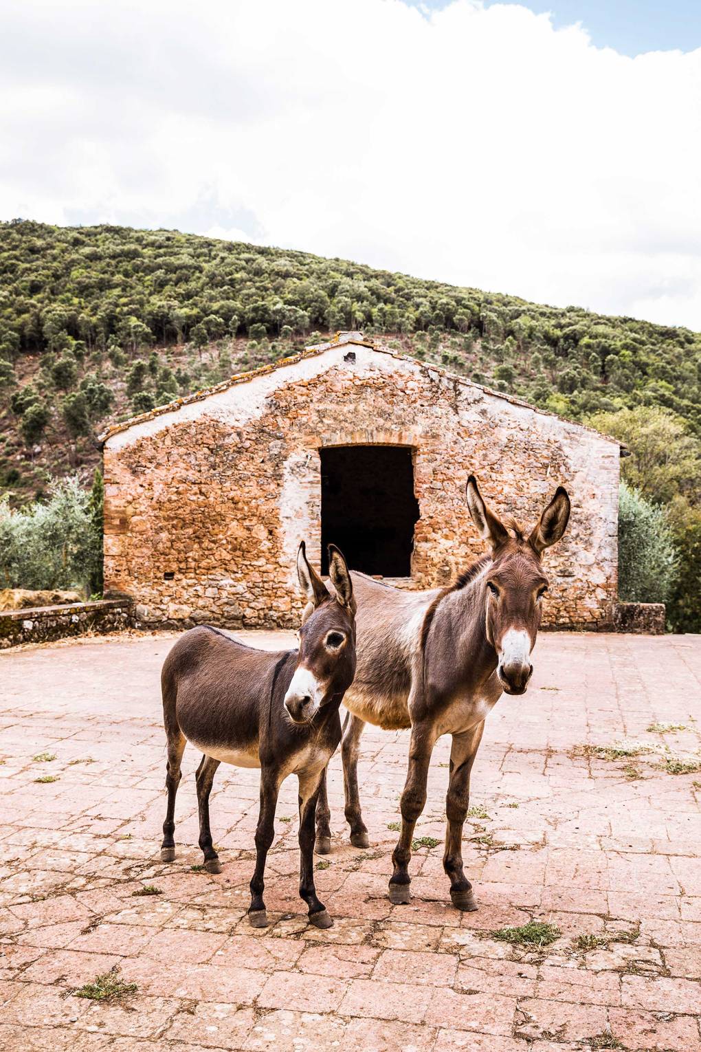 farm tours in europe