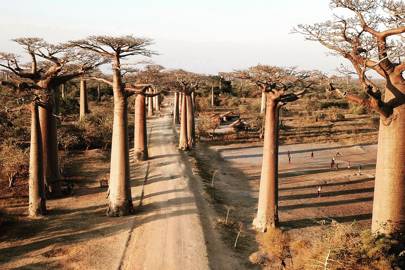 6. Avenue of the Baobabs, Madagascar