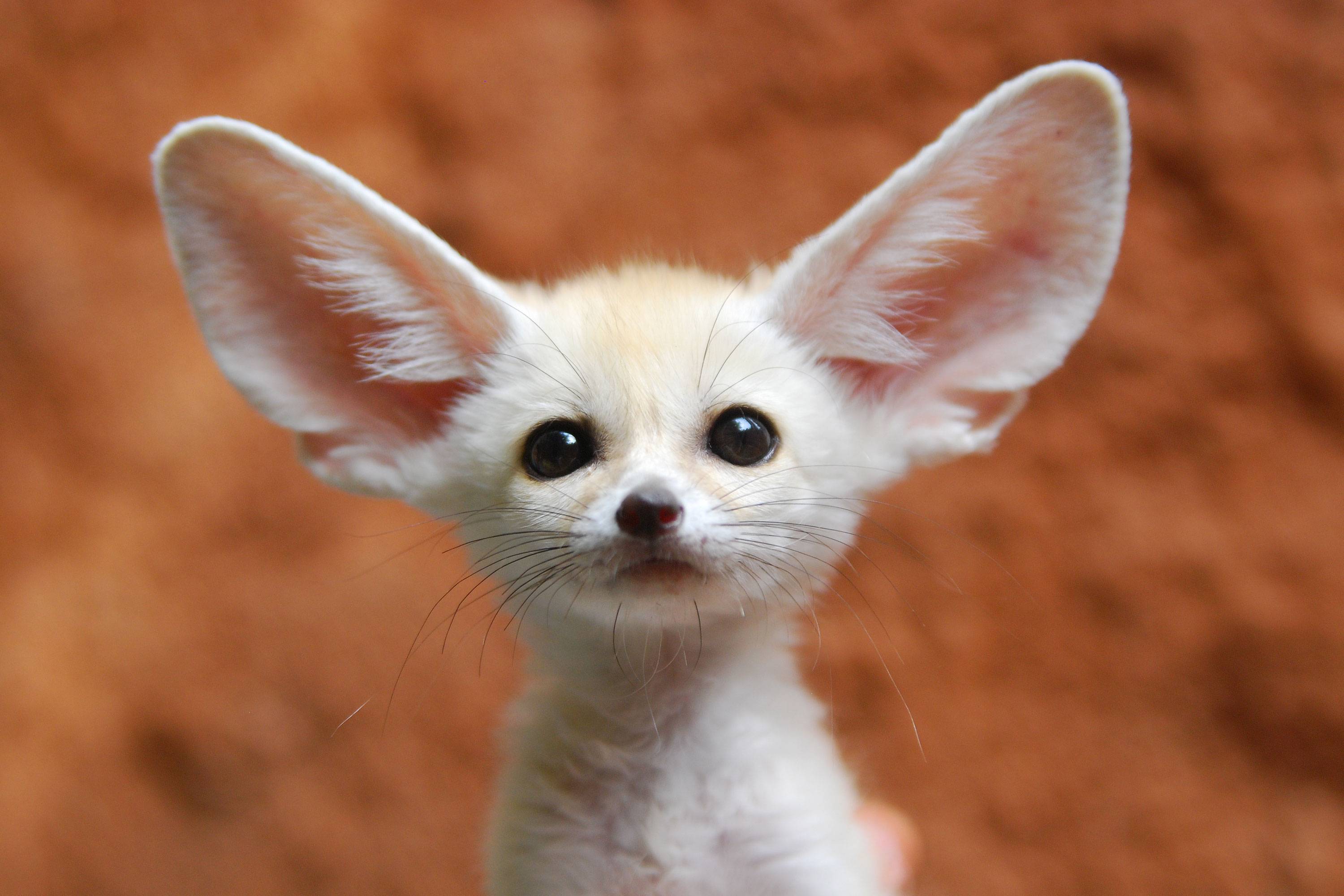 The Cutest Animals In The World That You Never Knew Existed Cn Traveller