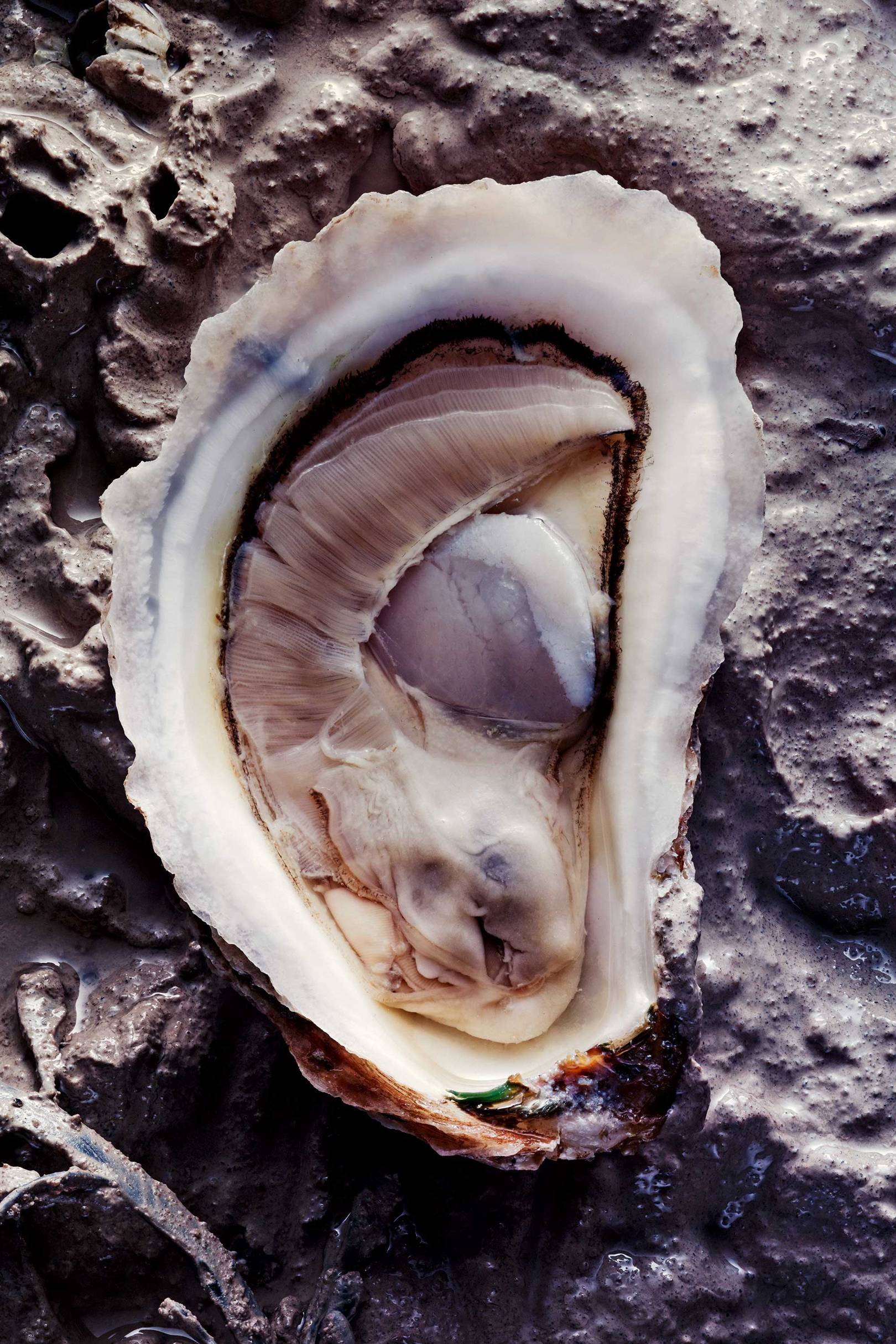 Where to find the best oysters in the world CN Traveller