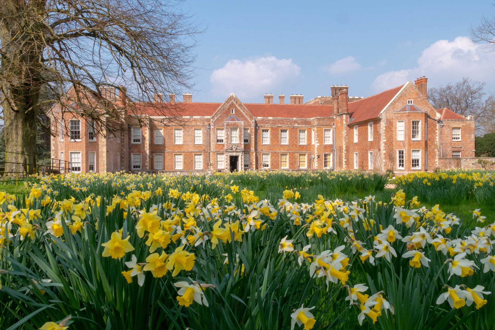 The prettiest daffodil fields in the UK | CN Traveller