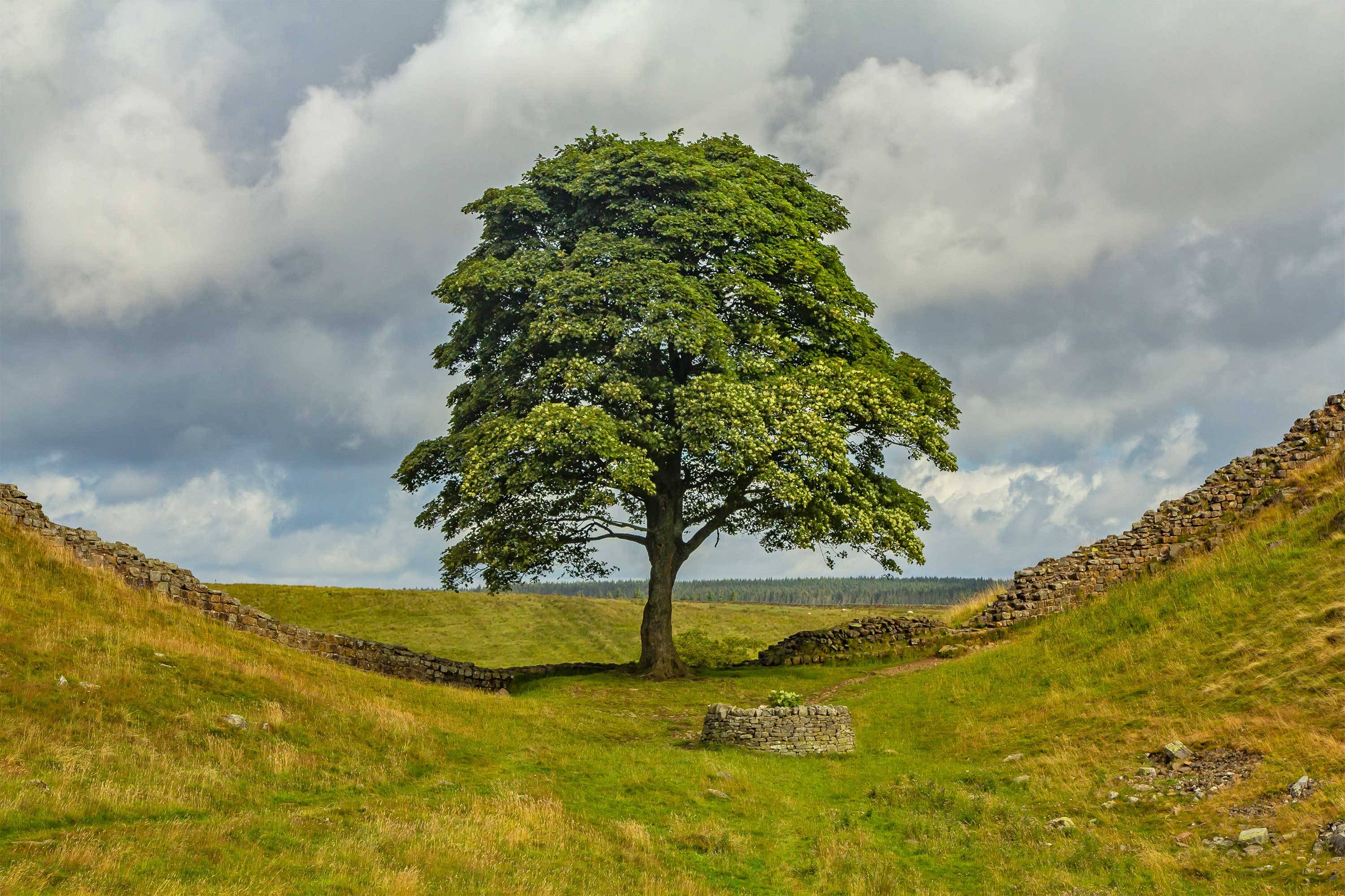 25 Of The Most Amazing Trees In The World Cn Traveller