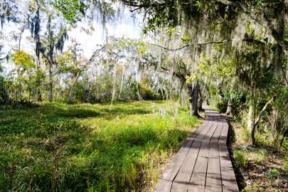 Stumble upon an alligator