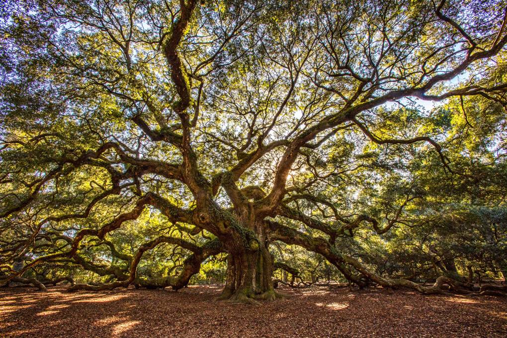 25 of the most amazing trees in the world CN Traveller