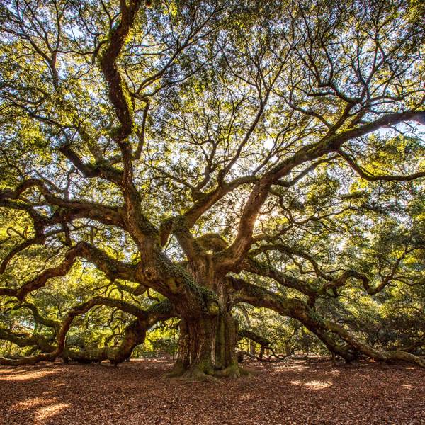 25 of the most amazing trees in the world | CN Traveller