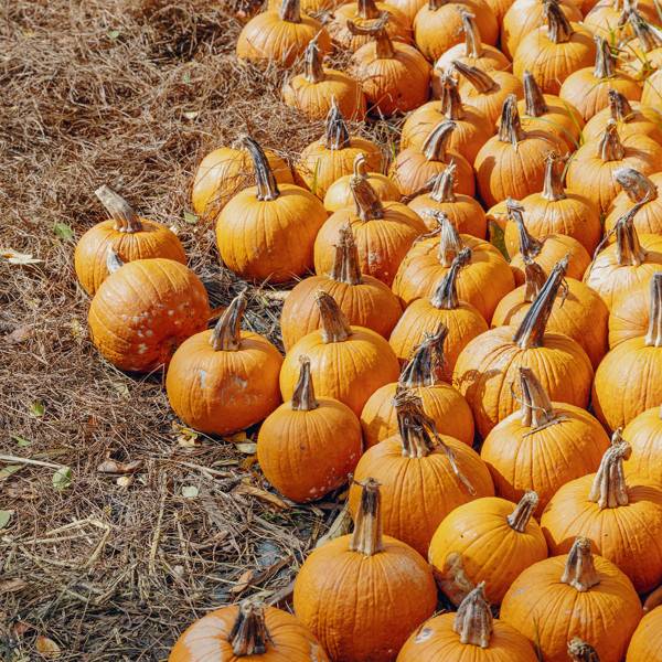 The best pumpkin patches in the UK 2020 CN Traveller
