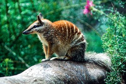 17 numbat australia