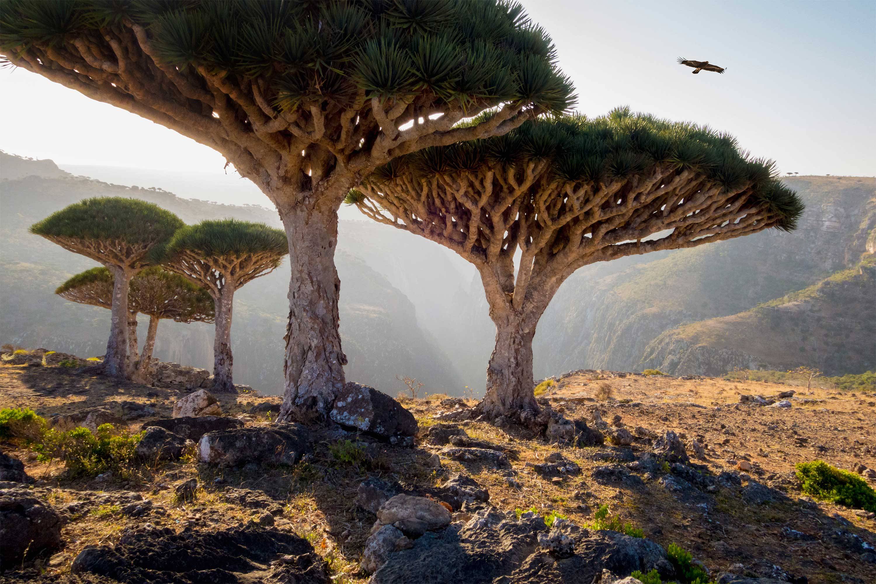 25 Of The Most Amazing Trees In The World Cn Traveller