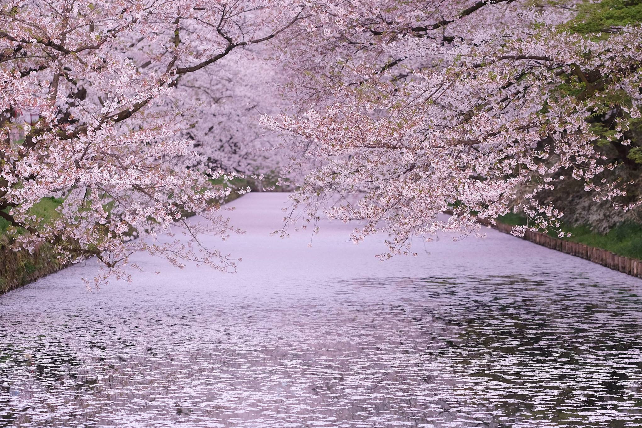 Cherry blossom | Where to find the best in the world | CN Traveller