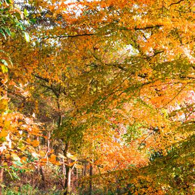 The Best Places To See Autumn Leaves In The UK | CN Traveller