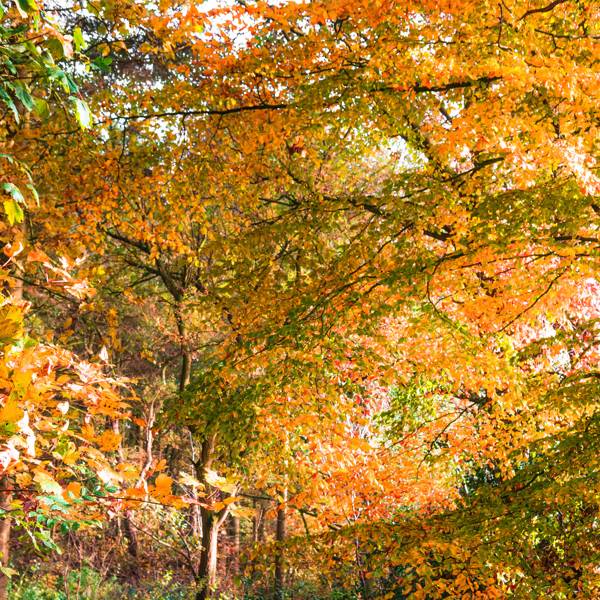 The best places to see Autumn leaves in the UK | CN Traveller