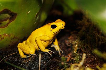 8. Golden poison dart frog