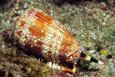 9. Cone snail