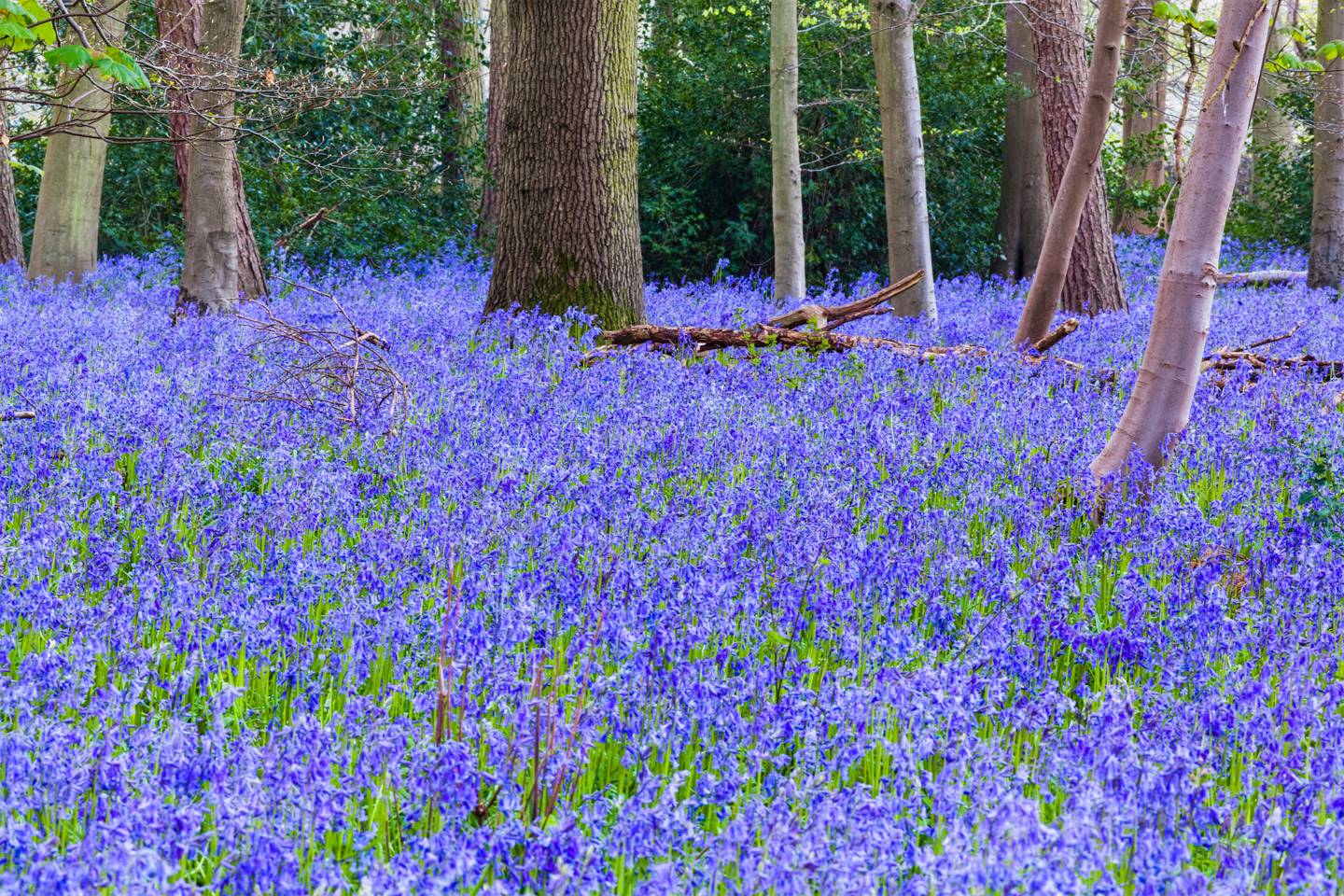 Bluebell season UK where to go CN Traveller