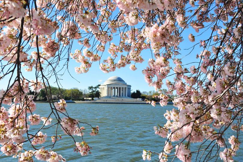 Cherry blossom | Where to find the best in the world | CN Traveller