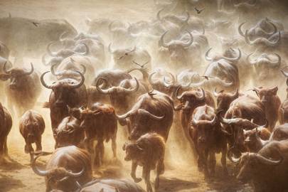 10. Cape buffalo