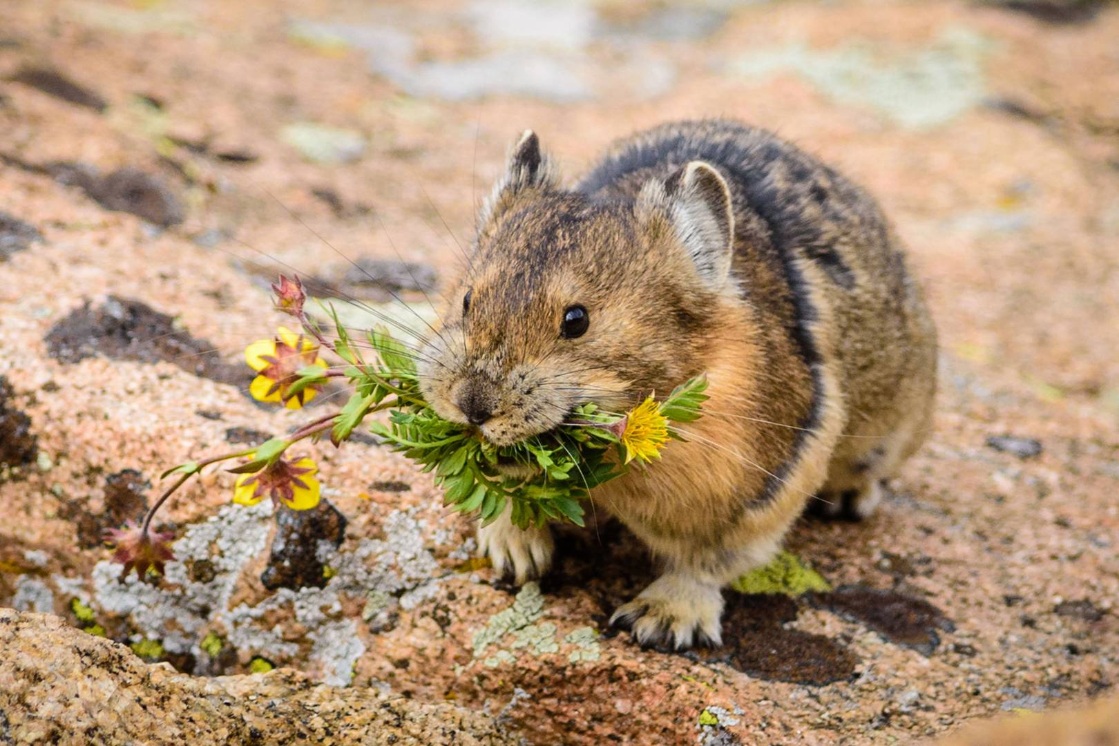 The cutest animals in the world that you never knew existed CN Traveller