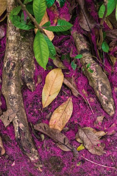foliage-in-Alejandro-de-Humboldt-Nationa