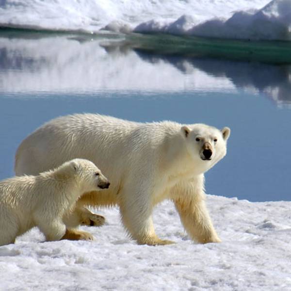 Polar news and features | CN Traveller