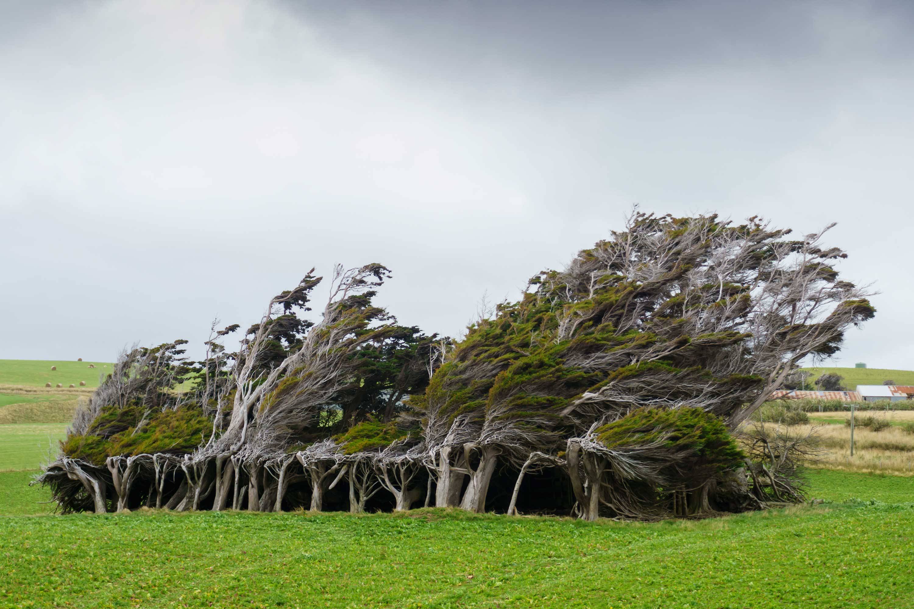 25 Of The Most Amazing Trees In The World Cn Traveller