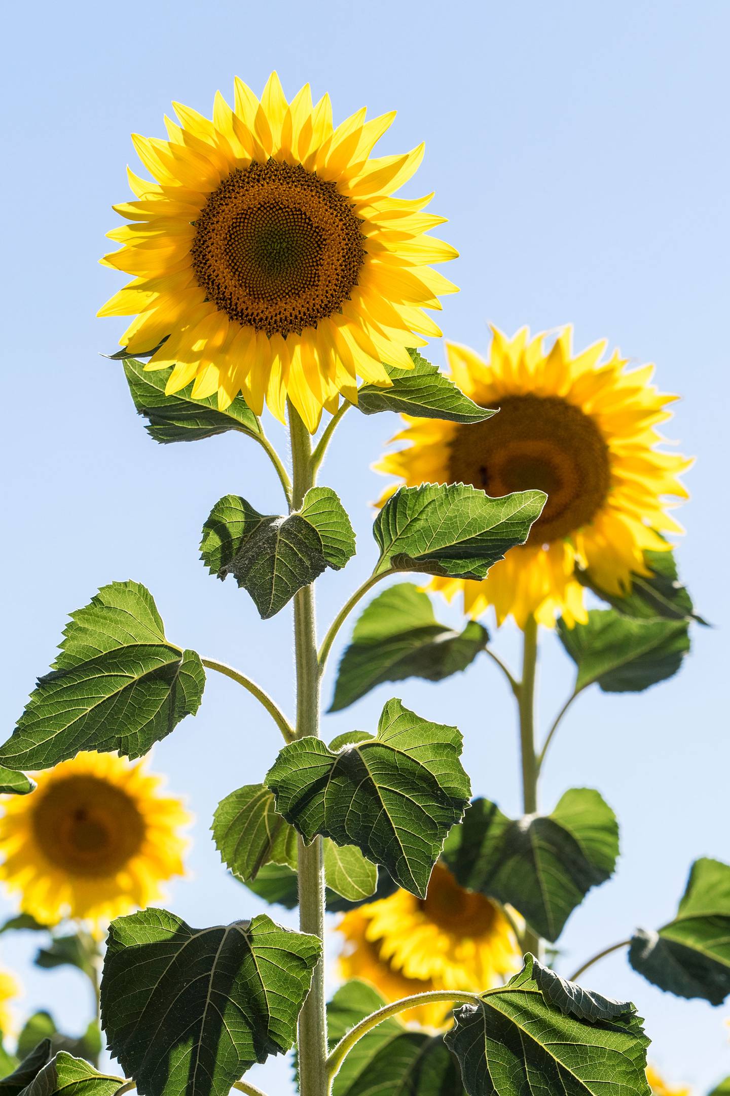 Sunflower farms UK: The 5 prettiest | CN Traveller