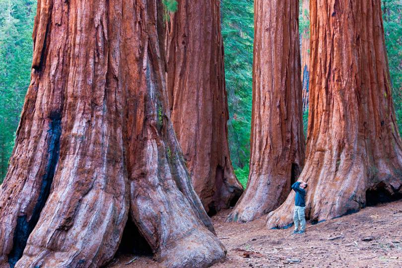 25 of the most amazing trees in the world CN Traveller