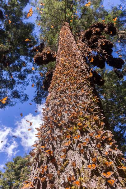 25 Of The Most Amazing Trees In The World Cn Traveller