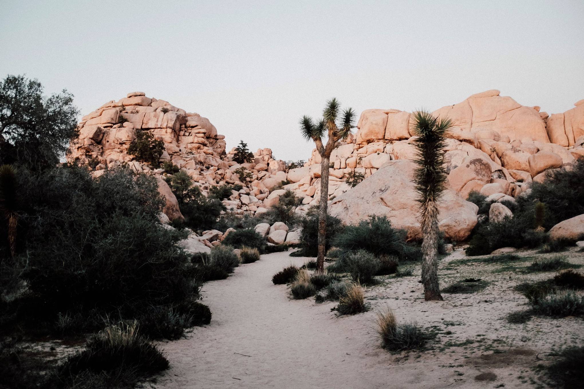 Best drive through Joshua Tree National visit Joshua Tree National Park
