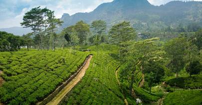 sri lanka cn traveller